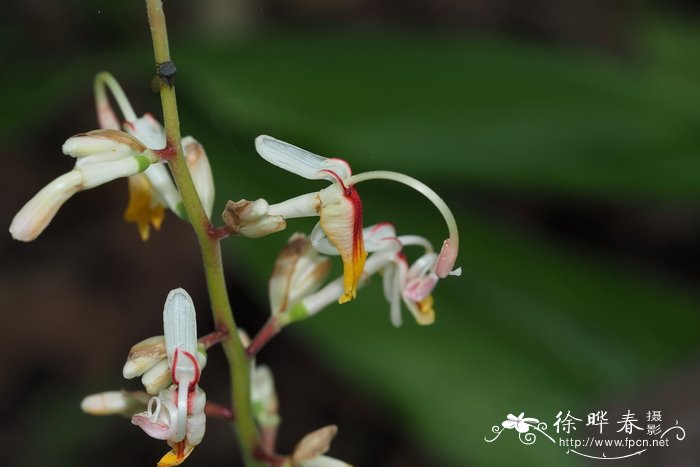 假益智 Alpinia maclurei