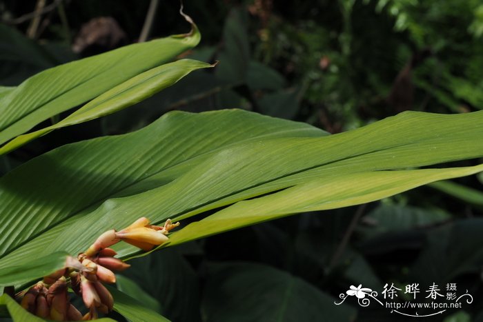 莱佛士山姜Alpinia rafflesiana