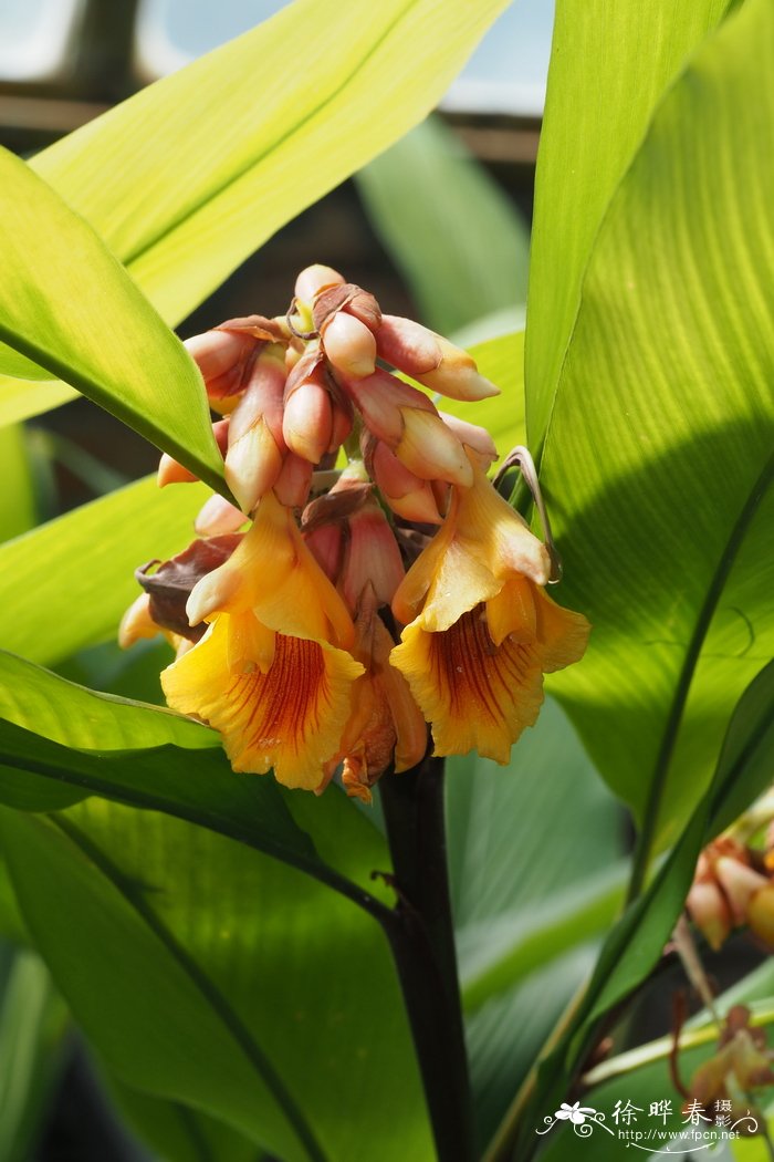 莱佛士山姜Alpinia rafflesiana