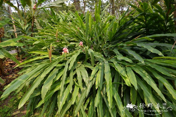 升振山姜 Alpinia 'Shengzhen'