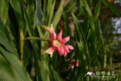 升振山姜 Alpinia 'Shengzhen'