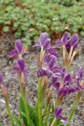 '早开紫花'早花象牙参 Roscoea cautleyoides 'Early Purple'