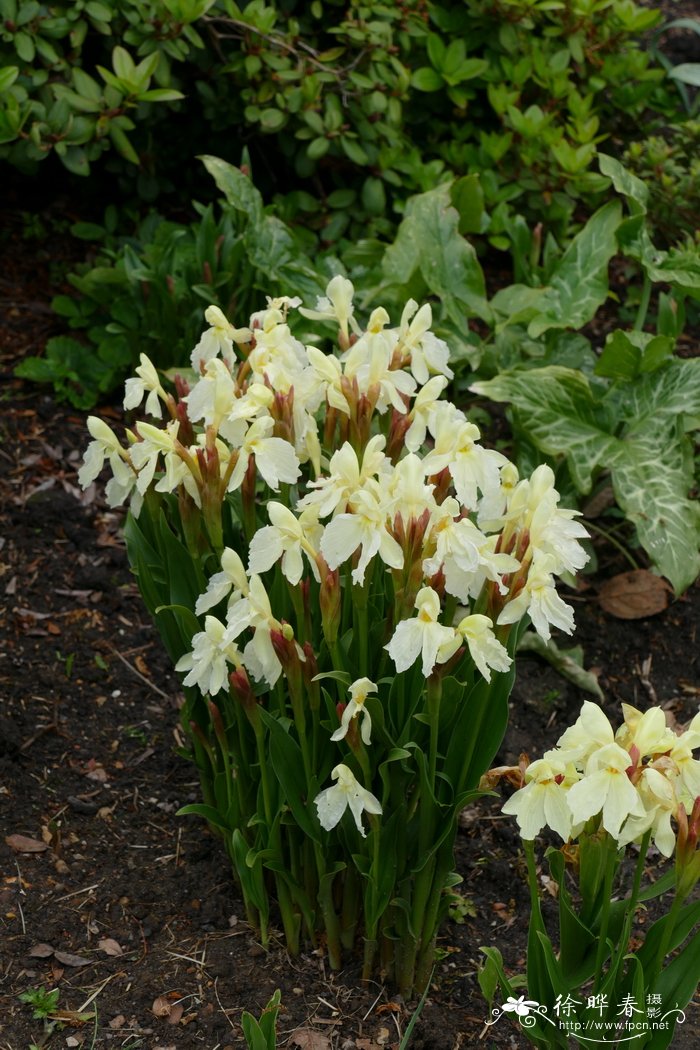 早花象牙参Roscoea cautleyoides