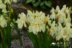 早花象牙参Roscoea cautleyoides