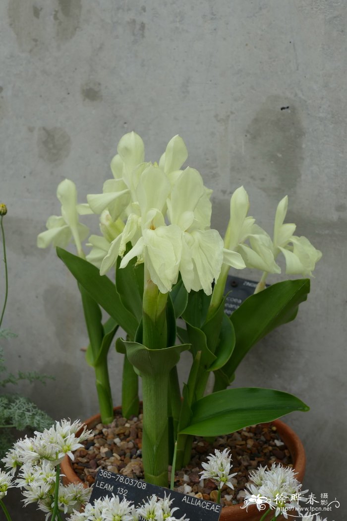 ‘黄花’大花象牙参Roscoea humeana 'Lutea'