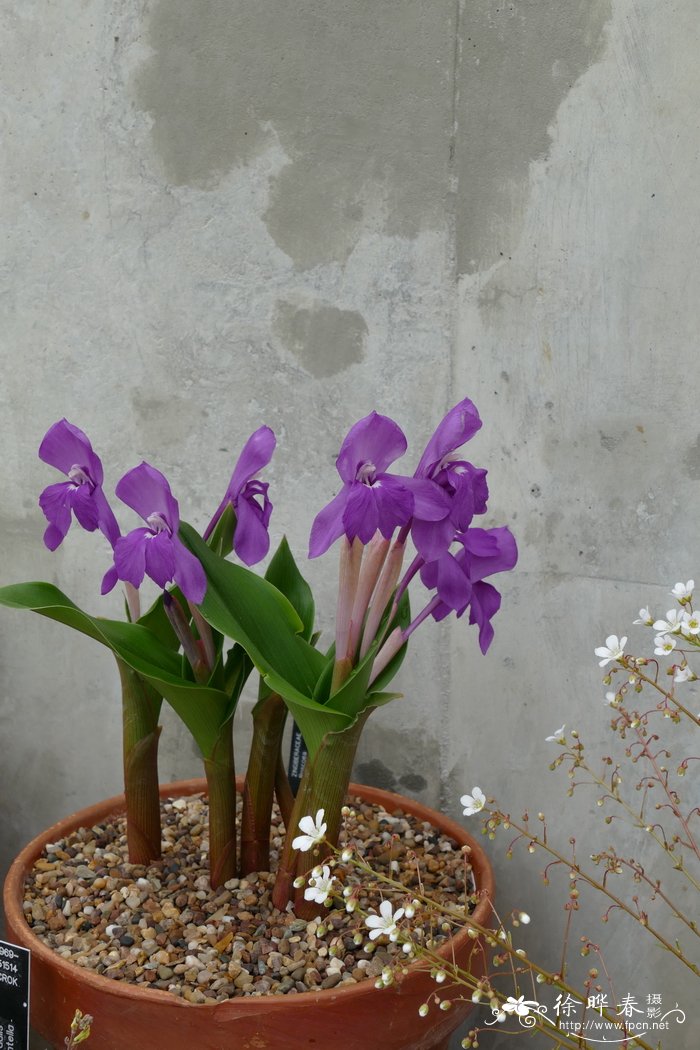 大花象牙参Roscoea humeana