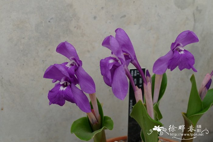 大花象牙参Roscoea humeana