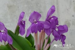 大花象牙参Roscoea humeana