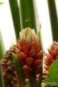 高山艳苞姜 Renealmia alpinia