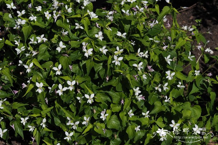 卡纳登西斯堇菜Viola canadensis