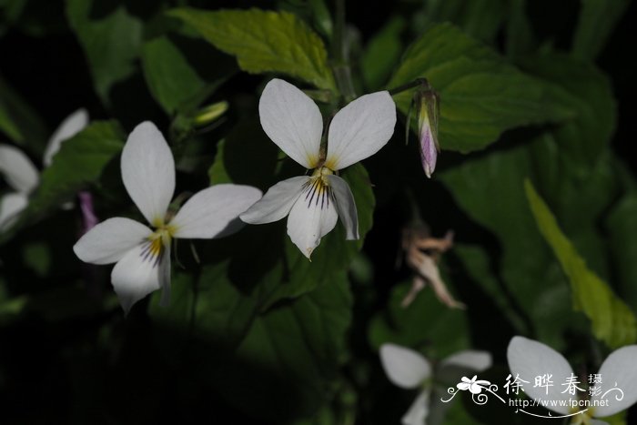 卡纳登西斯堇菜Viola canadensis