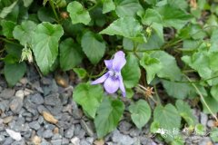 立陶宛堇菜Viola senamiensis