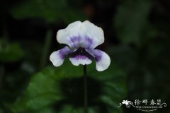 常春藤叶堇菜Viola hederacea