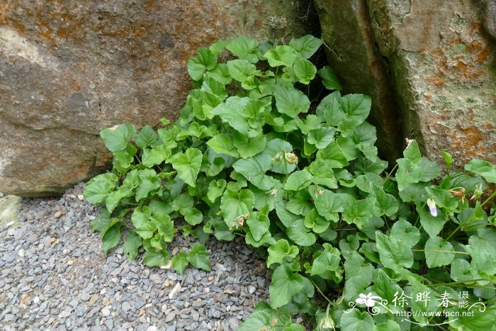 立陶宛堇菜Viola senamiensis