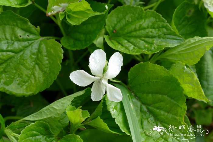 细纹堇菜 Viola striata