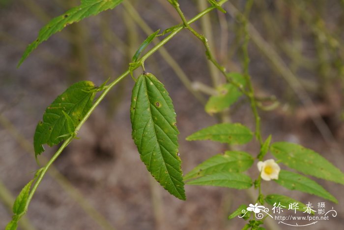 黄花稔Sida acuta