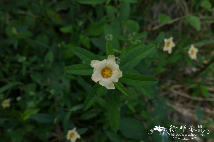 黄花稔Sida acuta