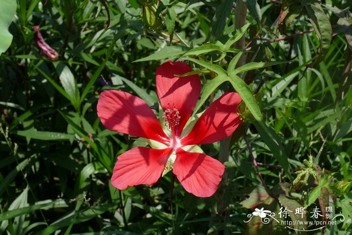 槭葵，红秋葵Hibiscus coccineus