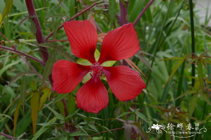 槭葵，红秋葵Hibiscus coccineus