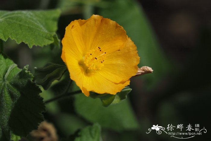 大叶苘麻 Abutilon grandifolium