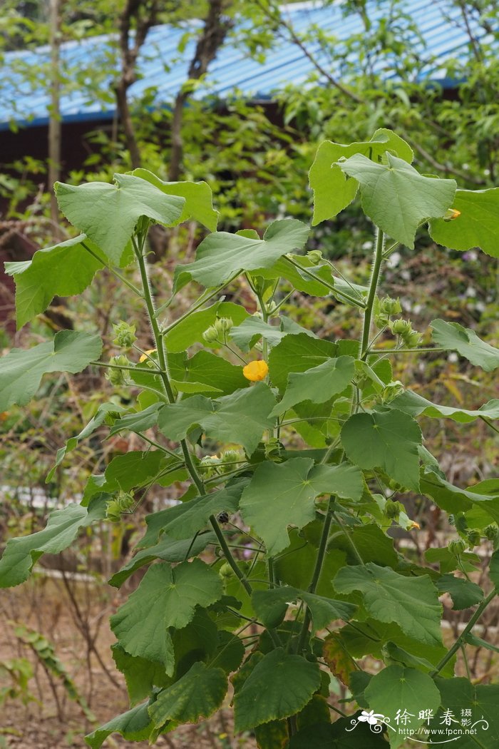 圆锥苘麻 Abutilon paniculatum