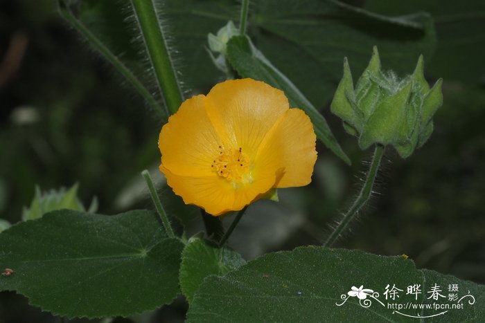 圆锥苘麻 Abutilon paniculatum