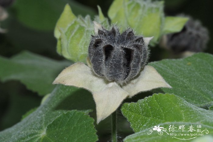 圆锥苘麻 Abutilon paniculatum