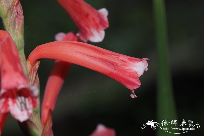 粉条菜弯管鸢尾 Watsonia aletroides