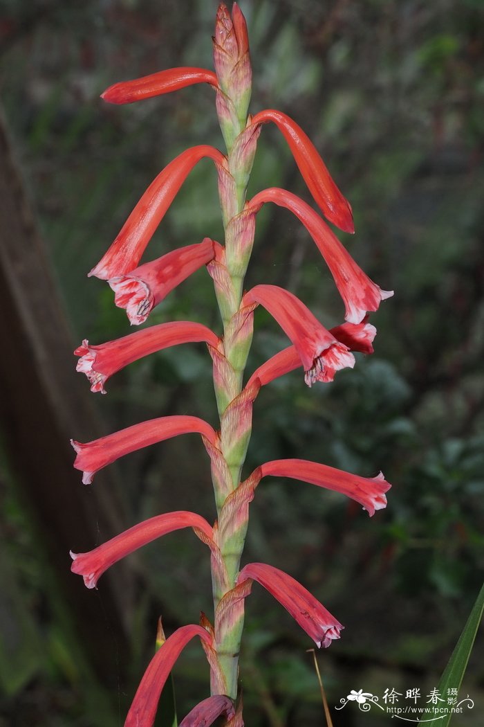 粉条菜弯管鸢尾 Watsonia aletroides