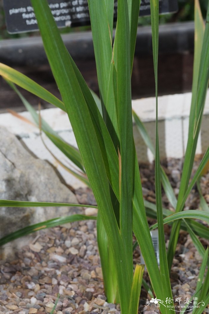 粉条菜弯管鸢尾 Watsonia aletroides