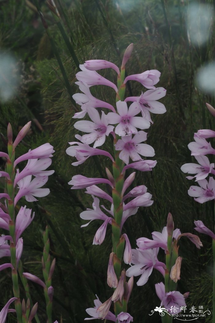 漆面弯管鸢尾Watsonia laccata