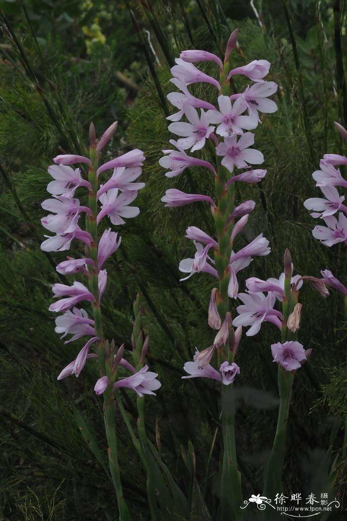 漆面弯管鸢尾Watsonia laccata