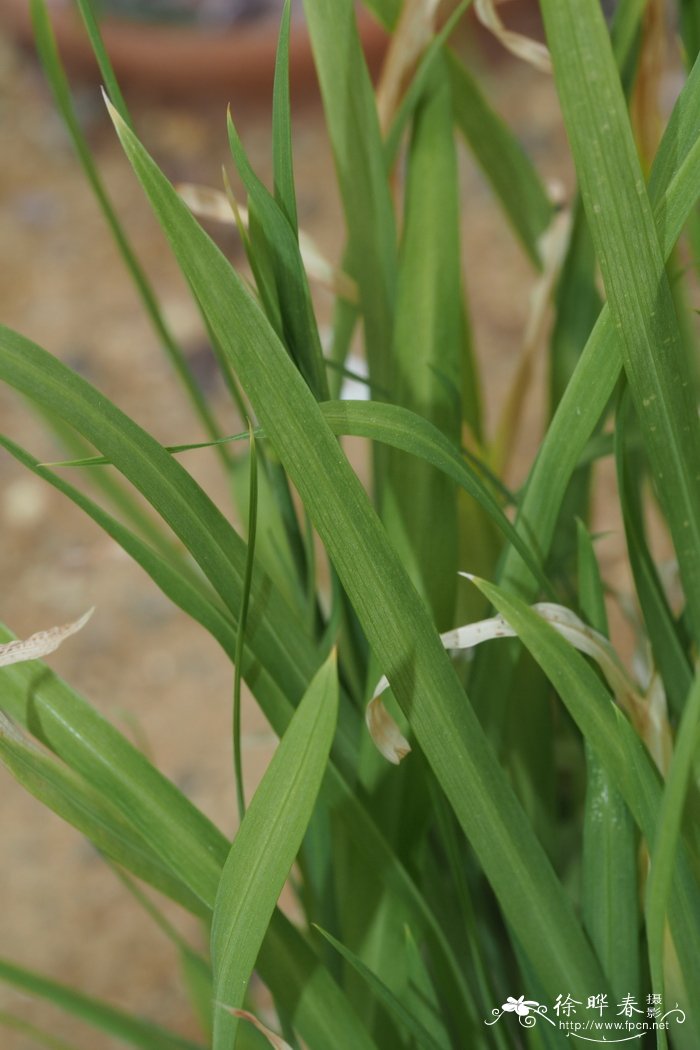 天蓝香雪兰Freesia laxa subsp. azurea