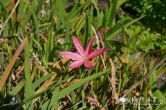 '卡夫百合'夜鸢尾Hesperantha coccinea 'Kaffir lily''