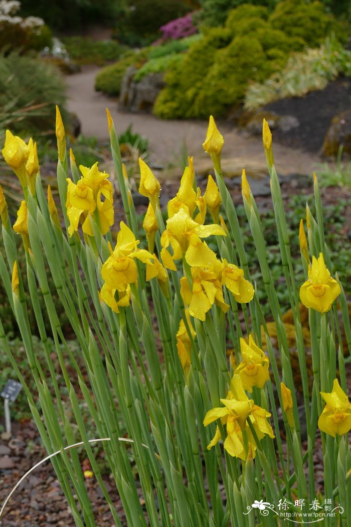 匙苞肖鸢尾Moraea spathulata