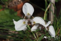 三凸肖鸢尾Moraea tricuspidata