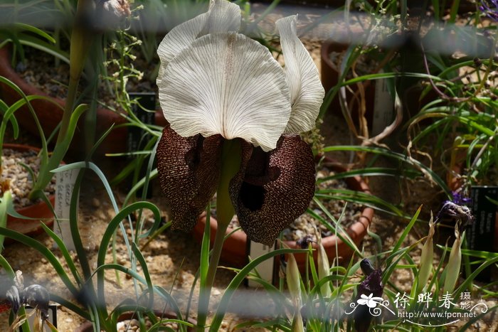 秀丽鸢尾Iris iberica subsp. elegantissima