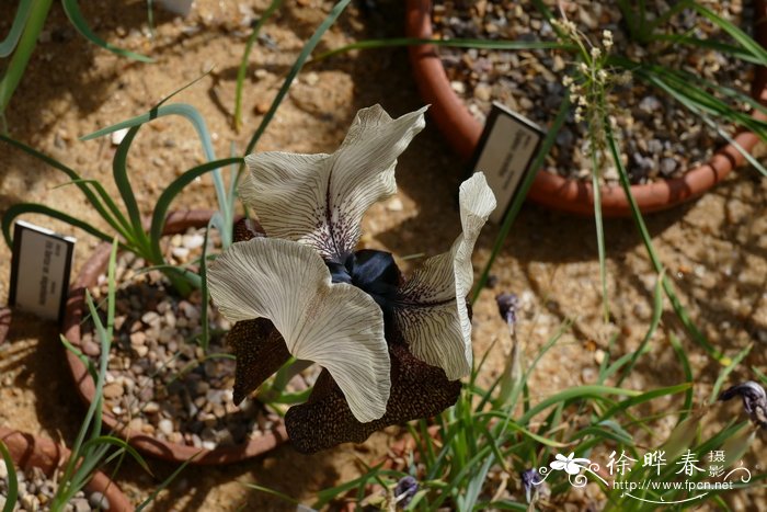 秀丽鸢尾Iris iberica subsp. elegantissima