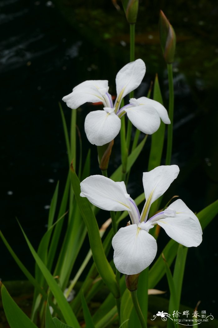 '白紫'燕子花Iris laevigata 'Alboviolacea'