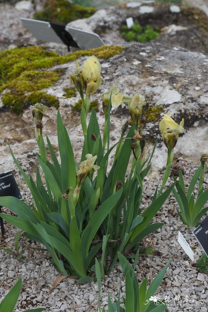 淡黄鸢尾Iris lutescens