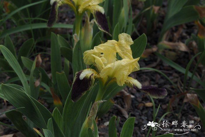 矮小鸢尾Iris pseudopumila