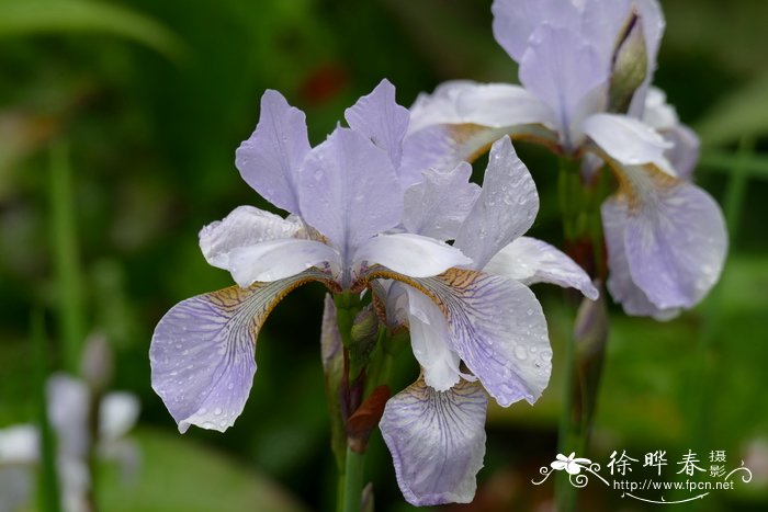 '马库斯'西伯利亚鸢尾Iris sibirica 'Marcus'