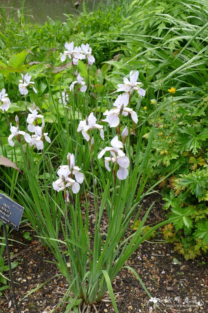 '马库斯'西伯利亚鸢尾Iris sibirica 'Marcus'