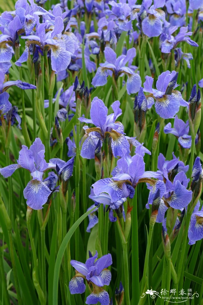  ‘佩利斯蓝’西伯利亚鸢尾Iris sibirica 'Perry's Blue'