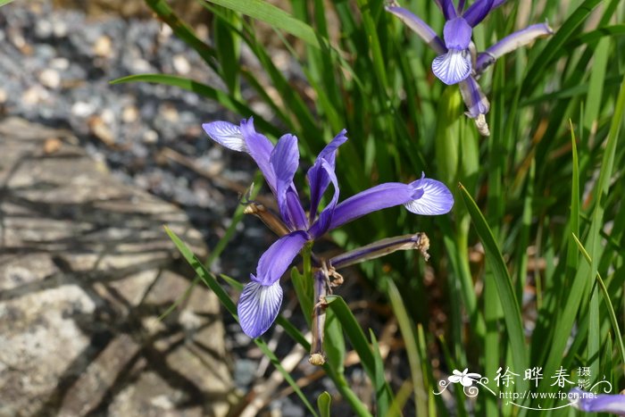 新泰尼鸢尾Iris sintenisii