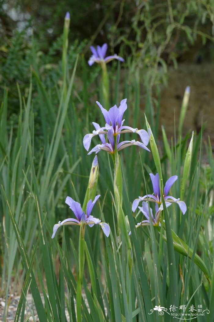 木苏鸢尾 Iris spuria subsp. musulmanica