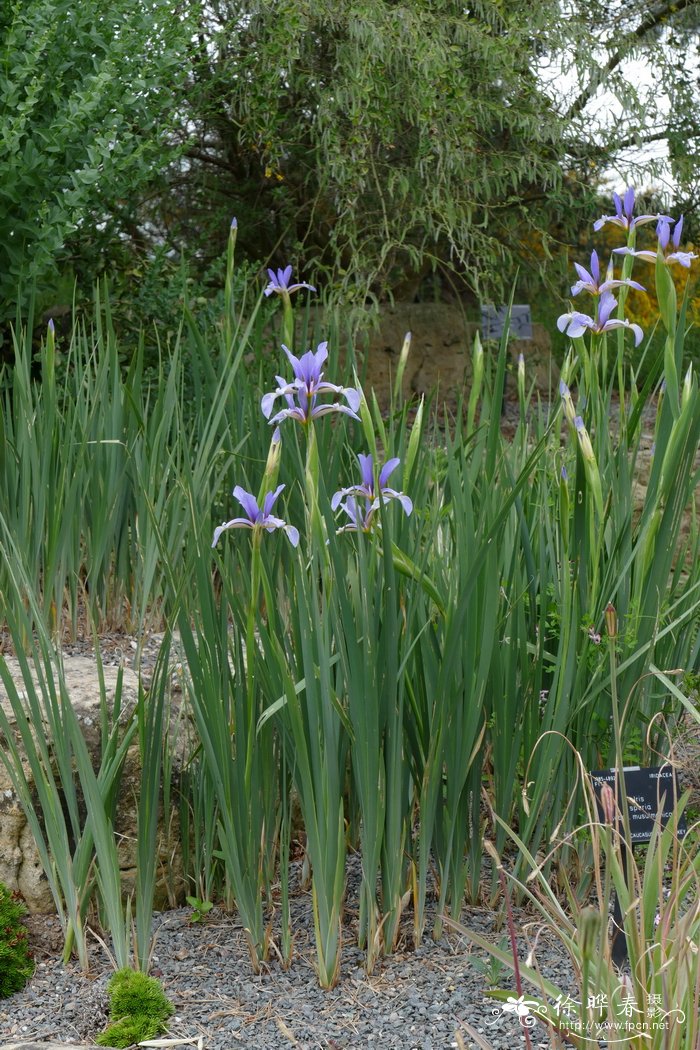 木苏鸢尾 Iris spuria subsp. musulmanica