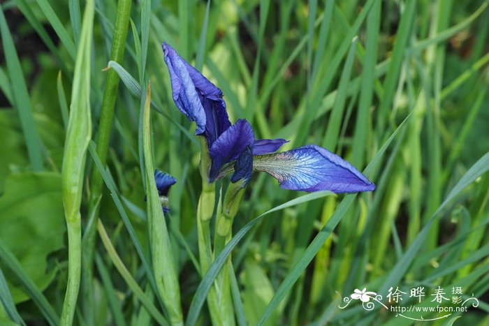 北陵鸢尾 Iris typhifolia