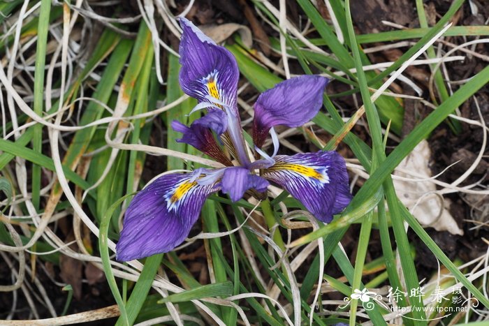 黑叶鸢尾亚种Iris unguicularis subsp. cretensisIris