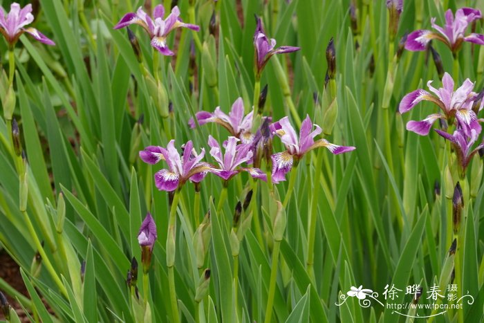 ‘凯尔梅’变色鸢尾Iris versicolor ‘Kermesina’
